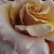 Roz - alb - Trandafir pentru straturi Floribunda - Bright as a Button